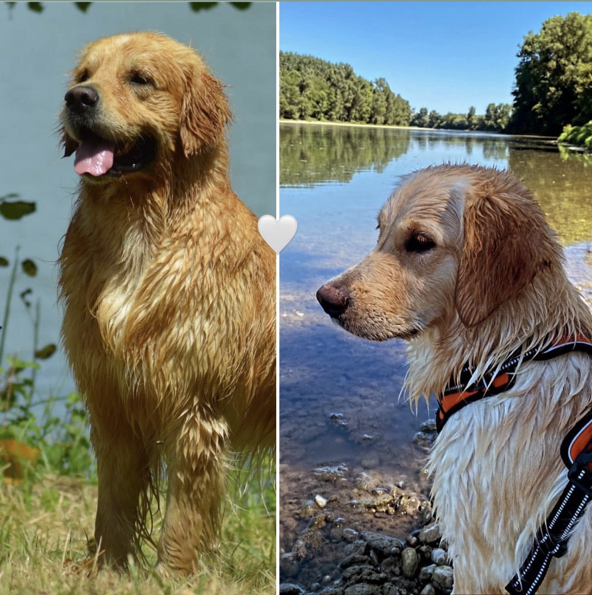 Véronique Poirier - Golden Retriever - Portée née le 19/06/2026
